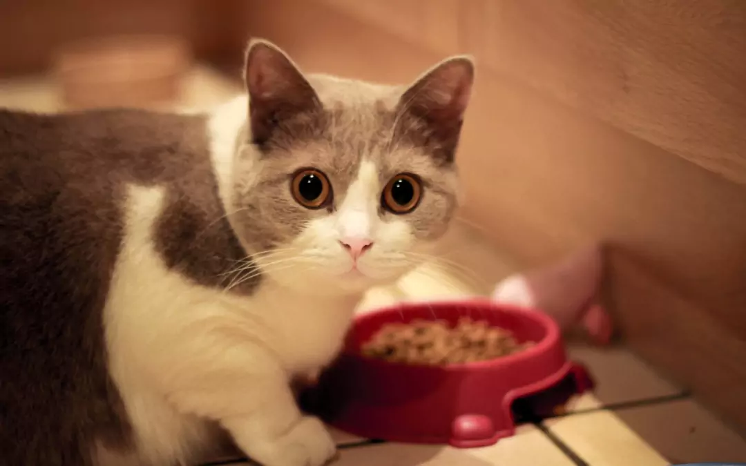 Os gatos podem comer comida para cães? Os perigos do uso de comida para cães a longo prazo para gatos