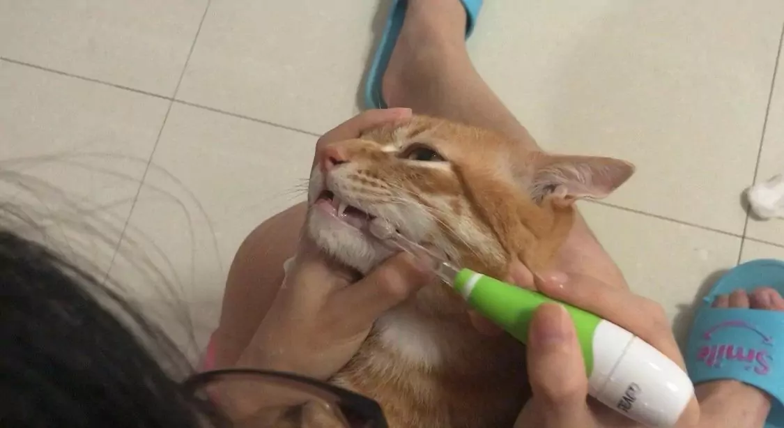Como eu escovo os dentes do meu gato?