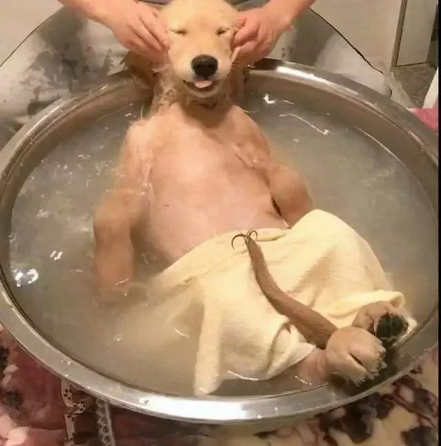Com que freqüência um cão deve tomar banho? Por que os cães não devem tomar banho com freqüência?