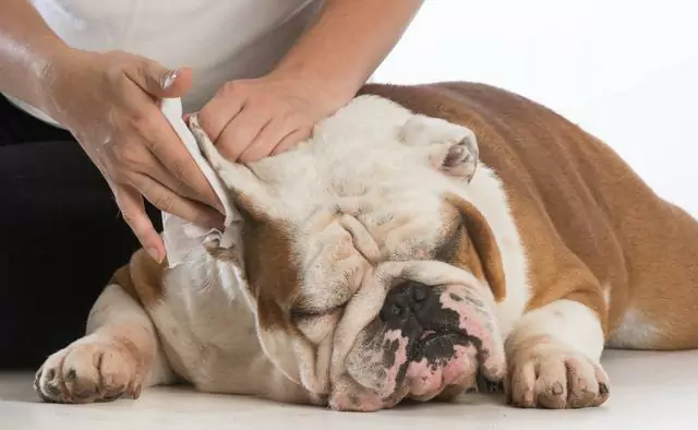 Como limpar os ouvidos do cão? Não limpar as orelhas de seu cão por um longo período de tempo pode causar um problema que é impensável.