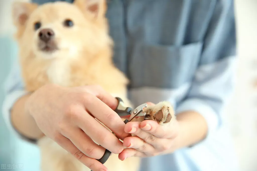 Como cortar unhas de cachorro? Que perigos podem ser causados por unhas de cachorro excessivamente longas?