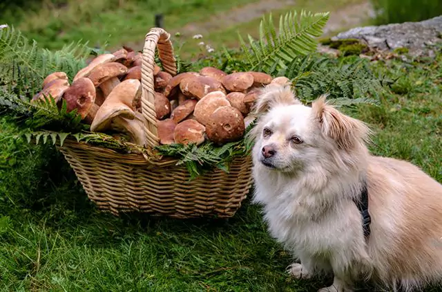 Os cogumelos são tóxicos para os cães? Quais são os sintomas da ingestão acidental de cogumelos?