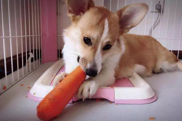 Os cães podem comer cenouras cruas?