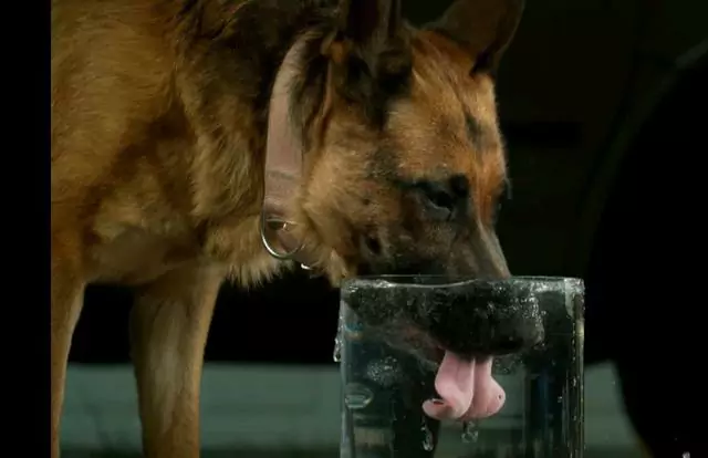 Por que meu cachorro bebe tanta água? Como um cão é considerado para beber muita água?