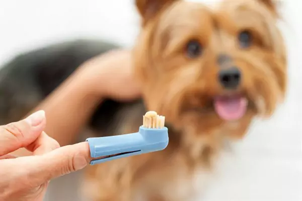 Como escovar os dentes do seu cão?