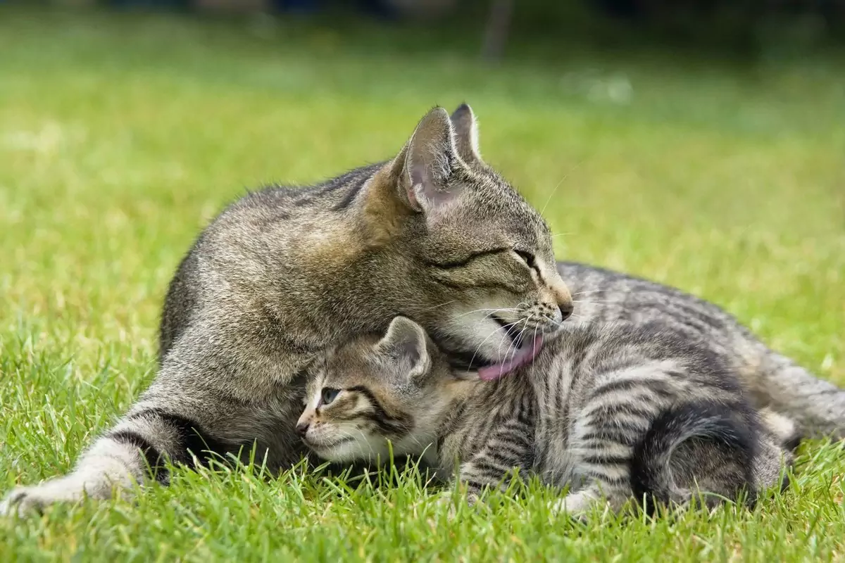 Por que os gatos se cuidam uns aos outros?