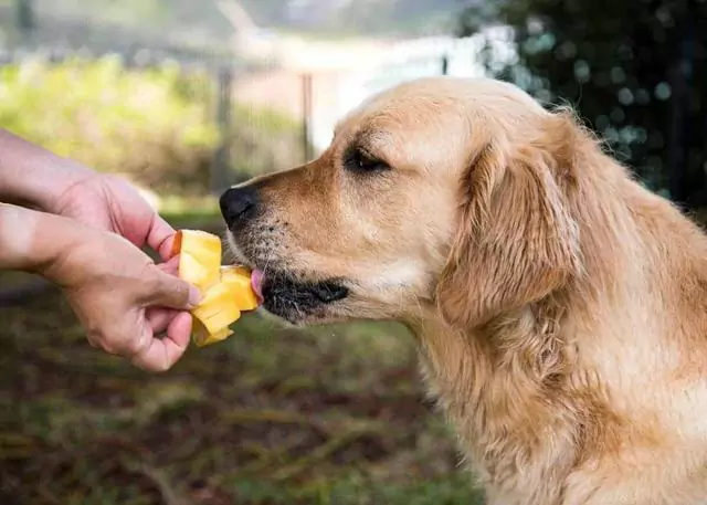 Os cães podem comer mangas? Quais são os benefícios de dar mangas aos cães?