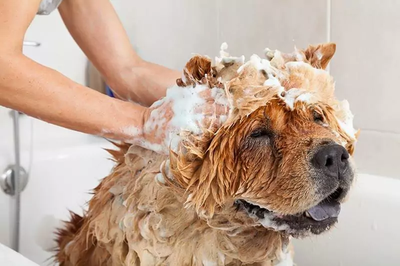 Com que freqüência você deve lavar seu cão? O que precisa ser dito sobre dar banho ao seu cão?