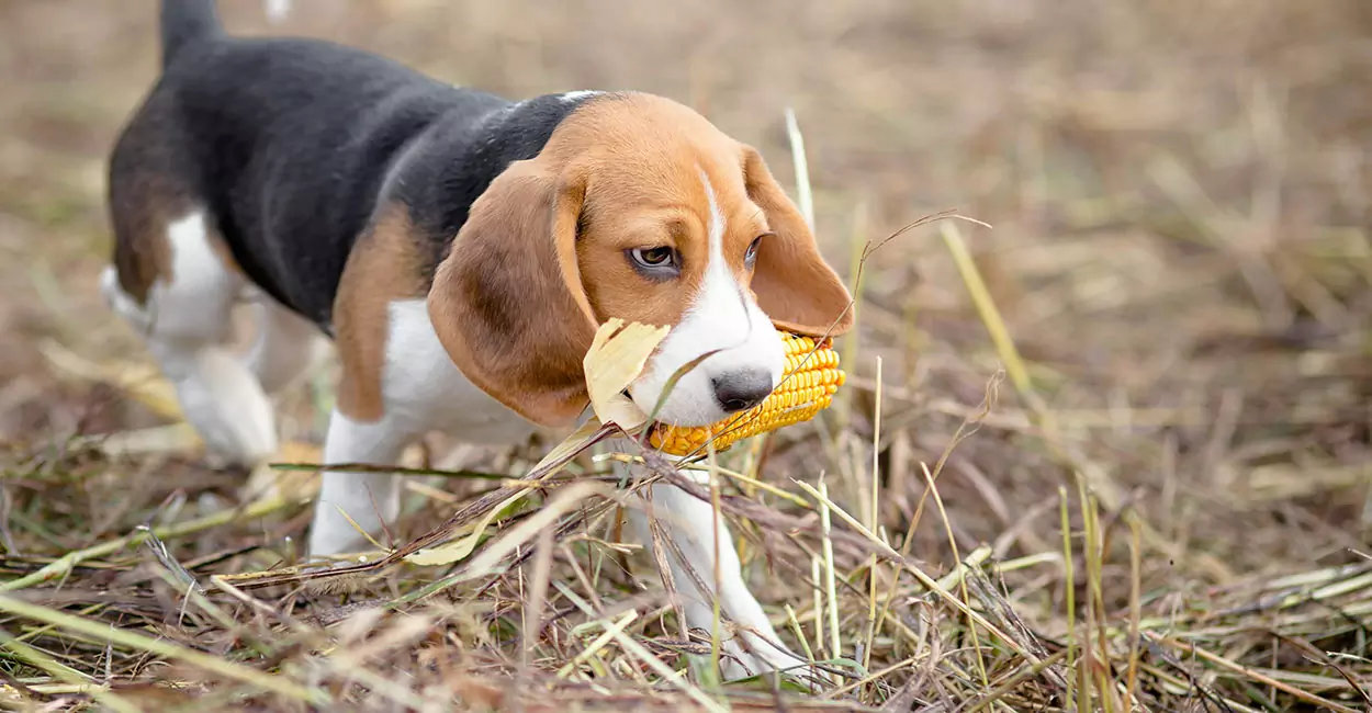 Os cães podem comer milho? Precauções para cães que comem milho
