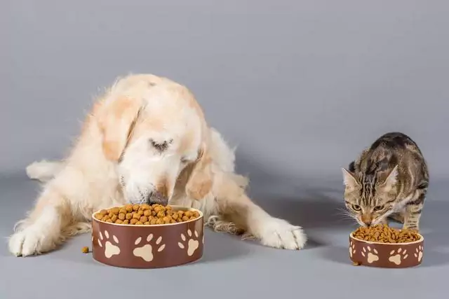 Os cães podem comer comida de gato? Quais são os efeitos de um cão comer comida para gato por um longo tempo?