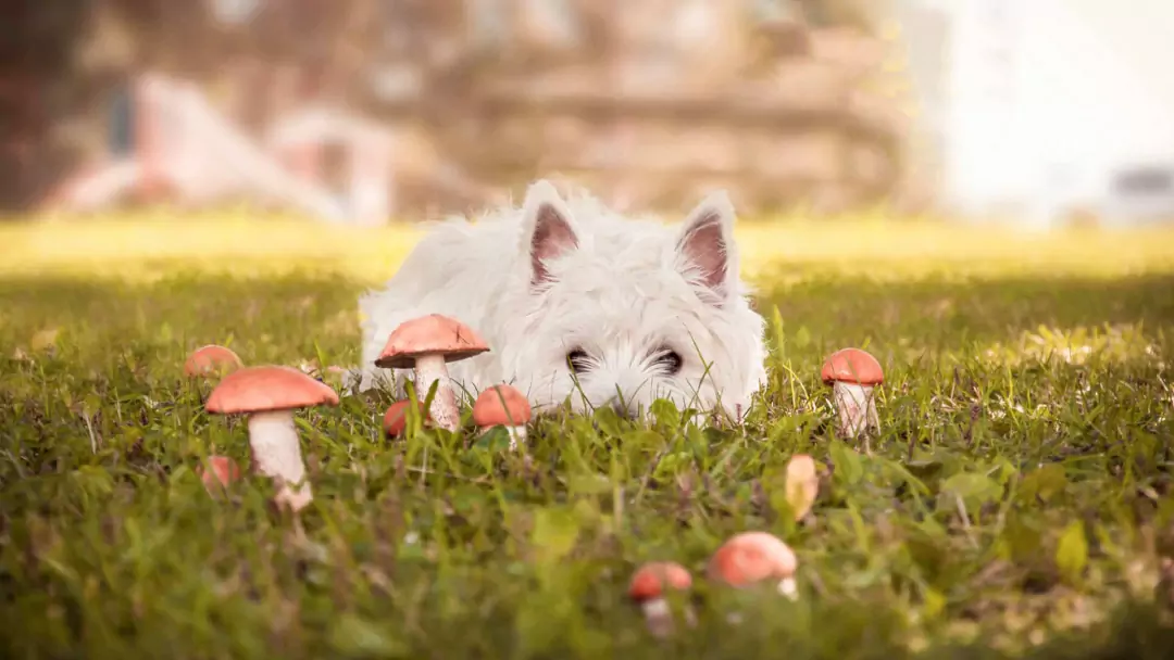 Os cogumelos são ruins para os cães? O que fazer e o que não fazer para alimentar os cães com cogumelos