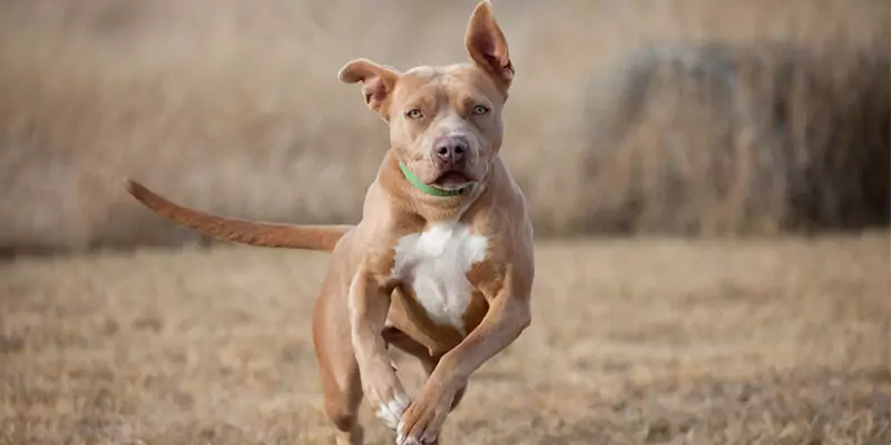 A que velocidade um cão pode correr?