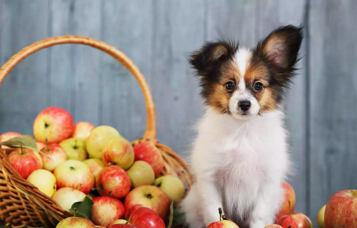 As maçãs são ruins para os cães? A maneira mais segura de dar maçãs para os cães