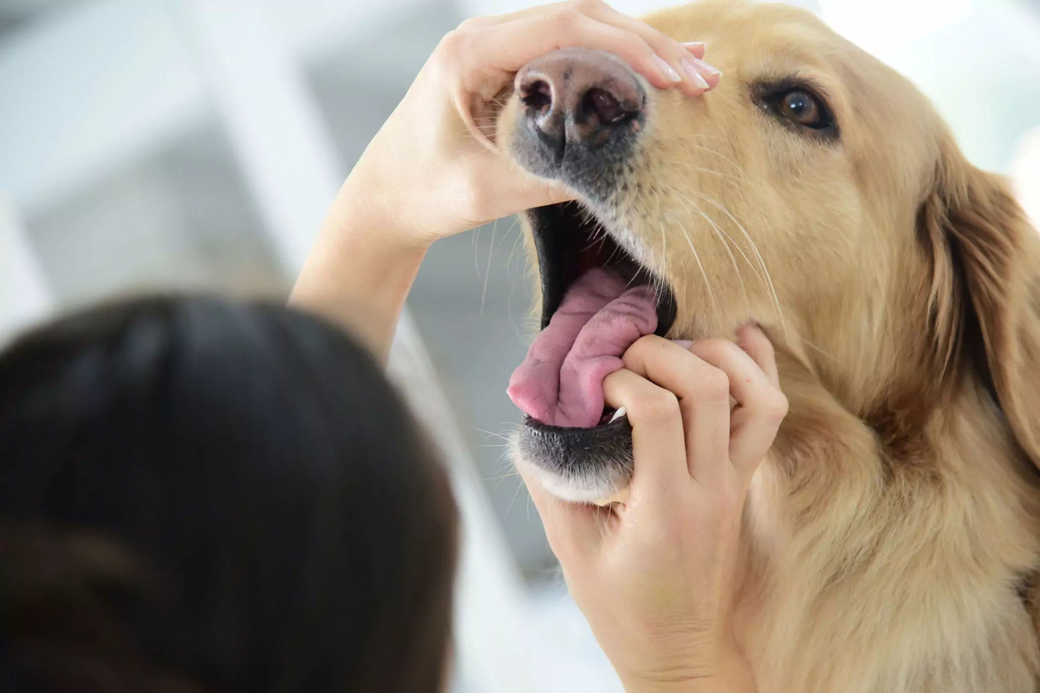 A boca de um cão é mais limpa do que a de um humano? A boca de um cachorro é mais limpa que a de um humano? Este é um conceito roubado, os dois não são comparáveis