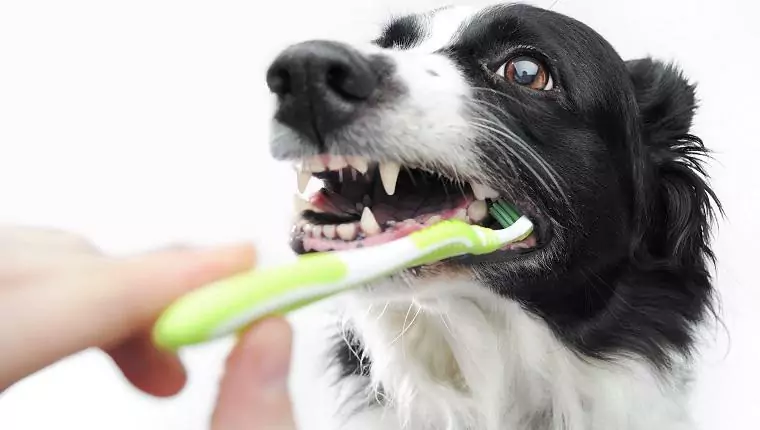 Como limpar os dentes de seu cão? Estas 7 maneiras podem ajudar você a limpar os dentes dele