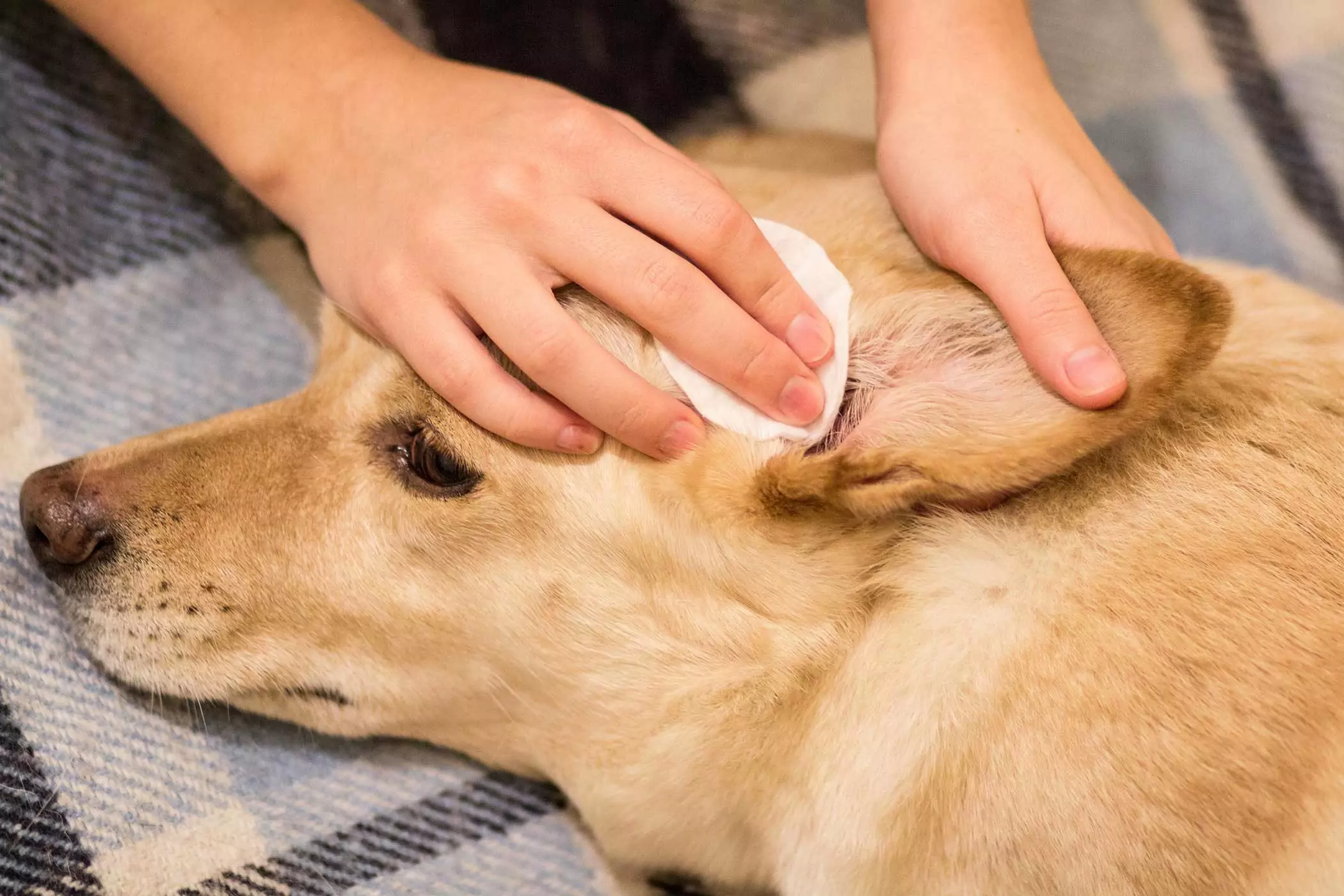 Como limpar os ouvidos de seu cão? Então como você limpa corretamente o canal auditivo de seu cão?