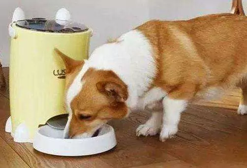 Os cães podem comer nozes? Precauções para cães que comem nozes