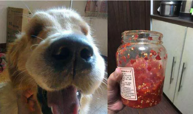 Os cães podem comer pimentas? A reação dos cães ao comer pimentas