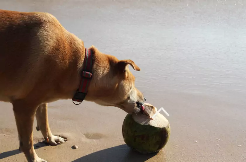 Os cães podem beber água de coco?