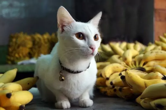 Os gatos podem comer bananas? As vitaminas contidas na banana