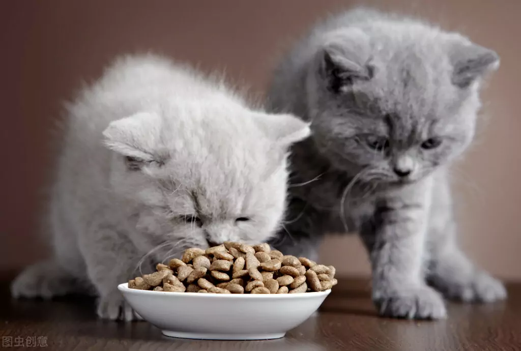 Por que meu gato vomita comida não digerida? Causas do vômito em gatos