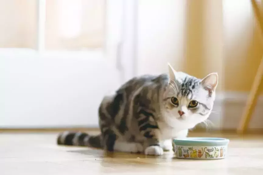 Quanta comida molhada para alimentar seu gato? Como eu escolho um alimento úmido de boa qualidade para gatos?