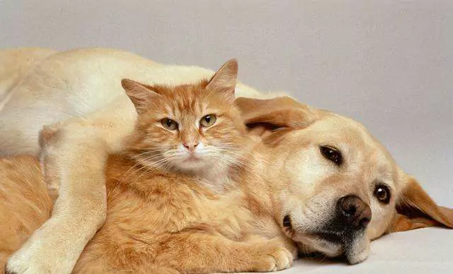 Por que um cão é melhor do que um gato? 10 Razões Por que ter um cão é melhor do que ter um gato