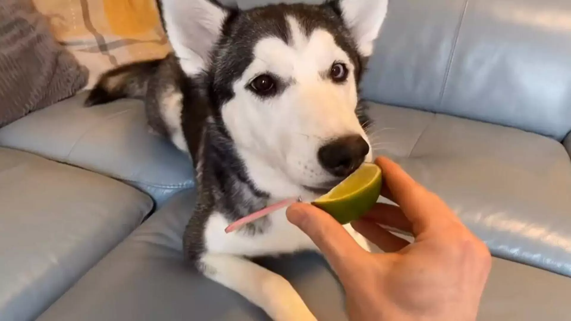 Os cães podem comer limões? Frutas que os cães não devem comer mais de