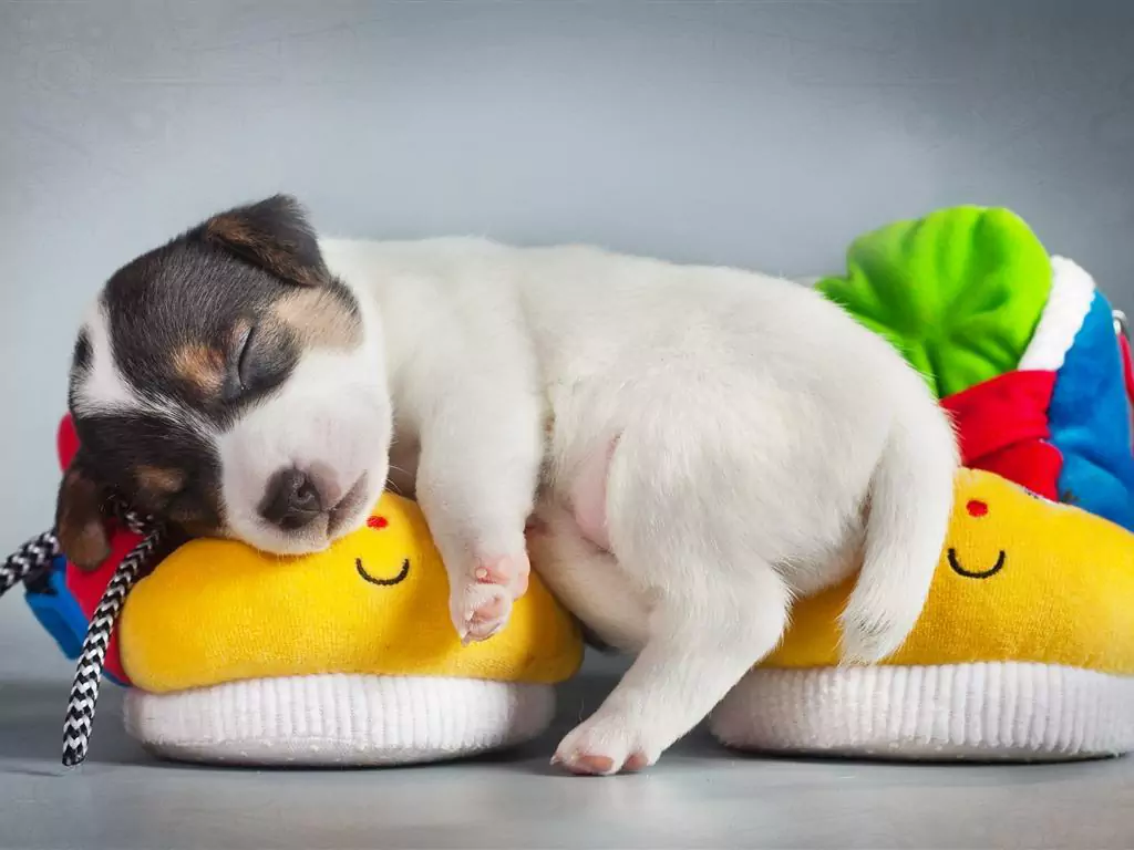 Por que os cães dormem de costas? Os benefícios e desvantagens de dormir de costas