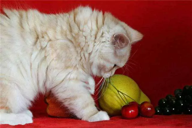 Os gatos podem comer uvas? Por que os gatos não podem comer uva?