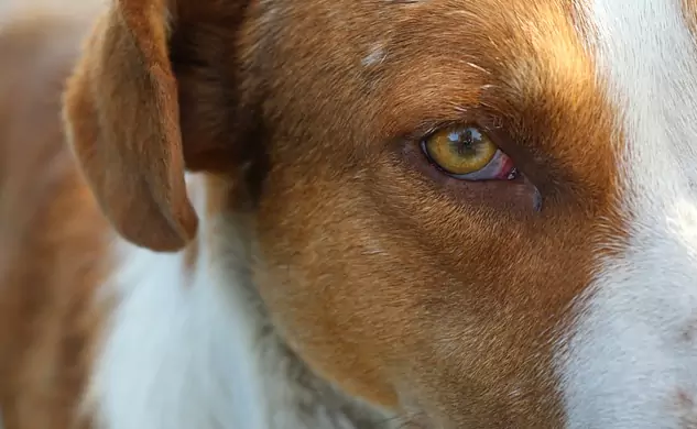 Por que os olhos do meu cachorro estão vermelhos?