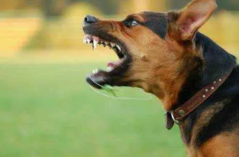 Como os cães contraem raiva? Prevenção da Raiva