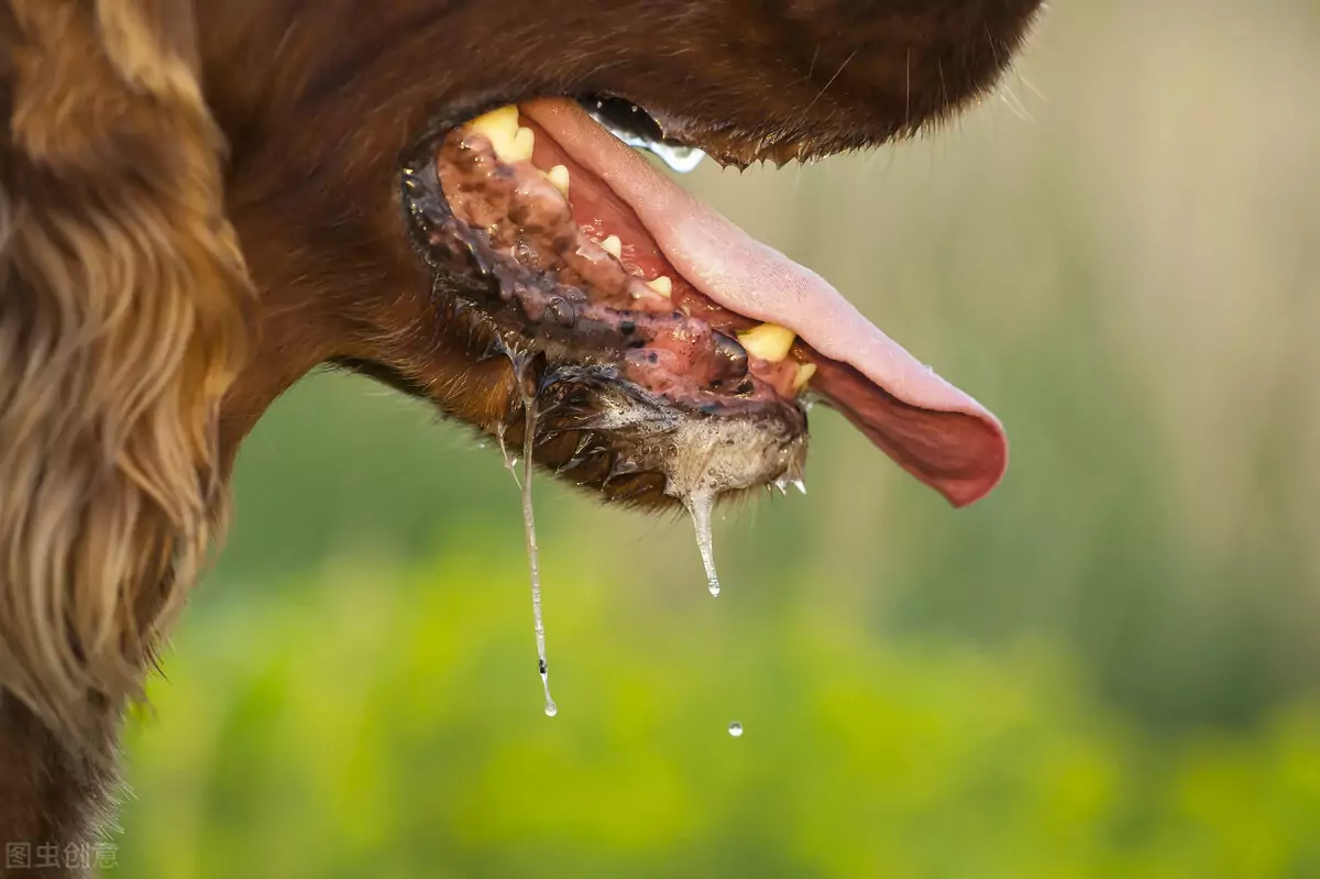 Por que os cães salivam?