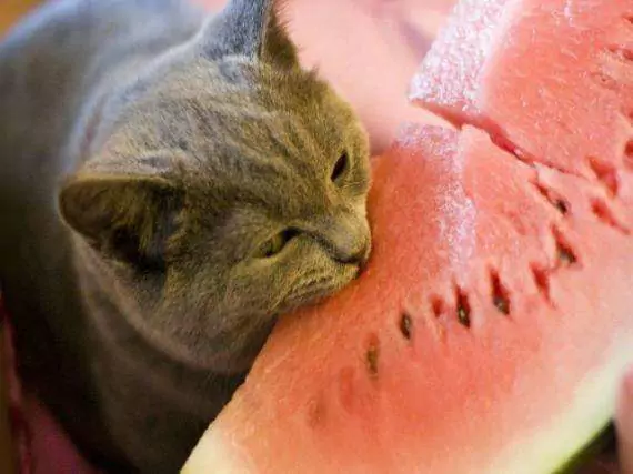 Os gatos podem comer melancia? A melancia é ruim para os gatos
