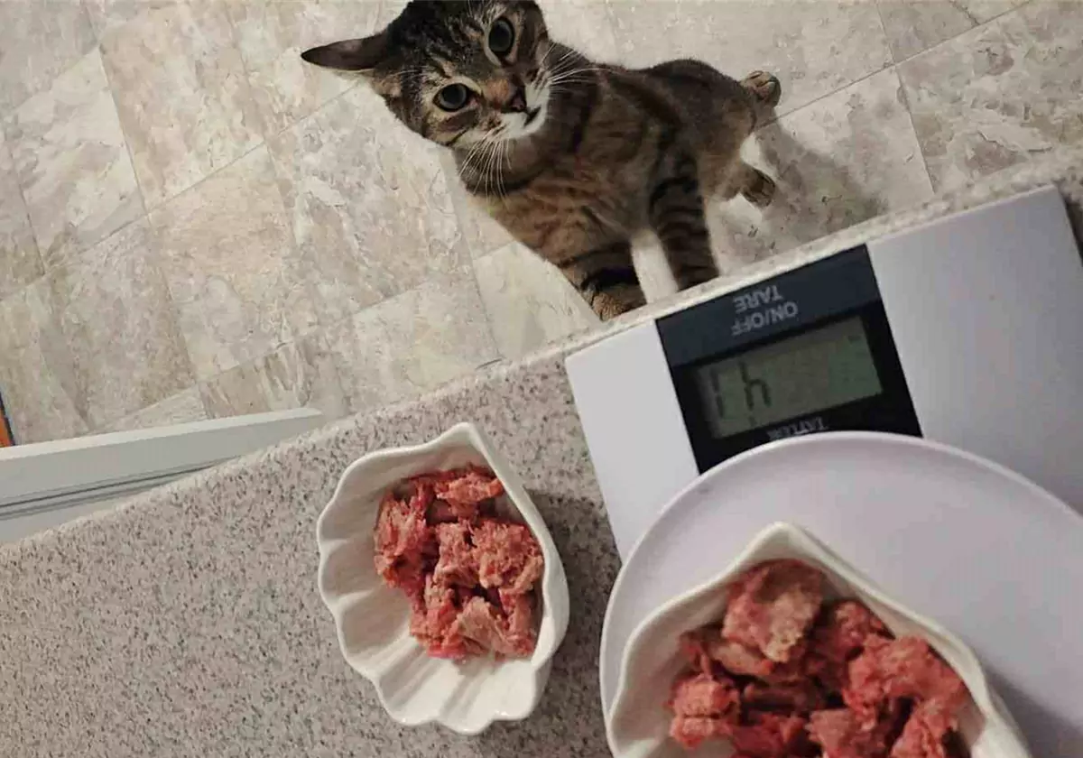 Os gatos podem comer carne crua?