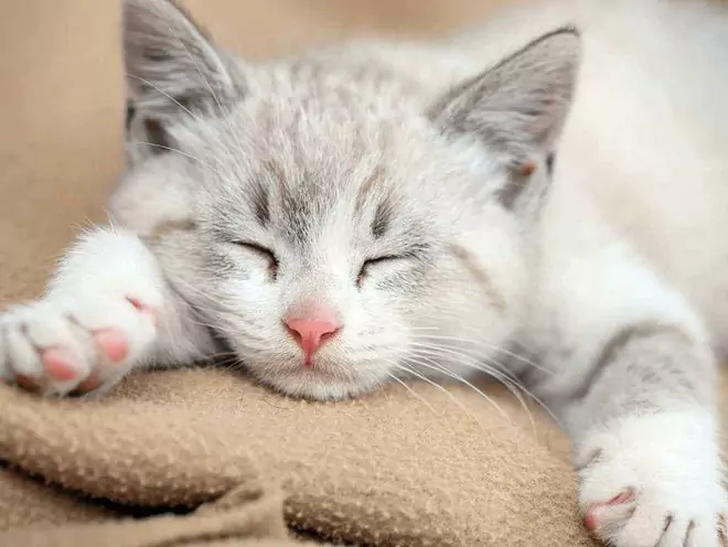 Os gatos pegam resfriados? O que é o resfriado de um gato?