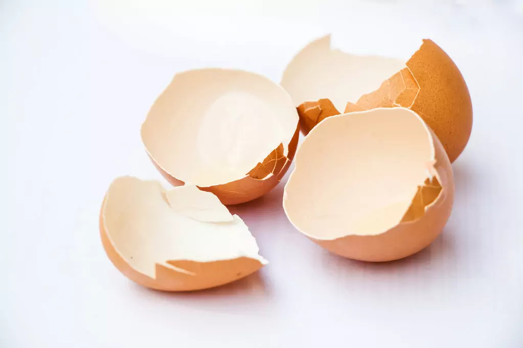 As cascas de ovos são boas para os cães?