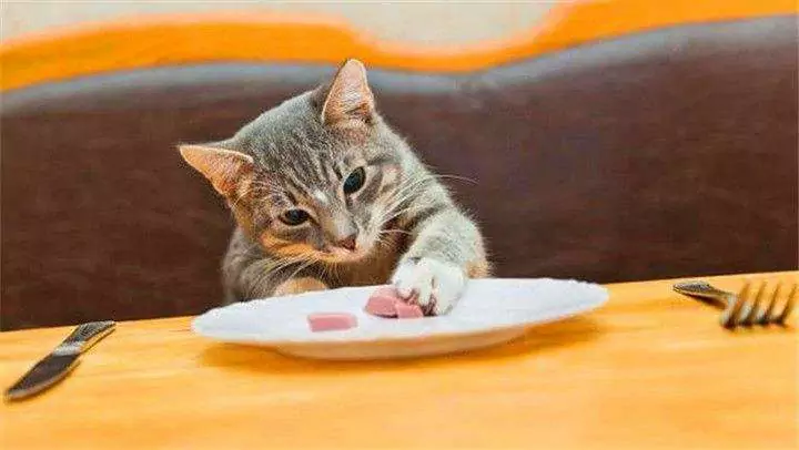 O que os gatinhos podem comer? Guia de alimentação diária de gatos adultos