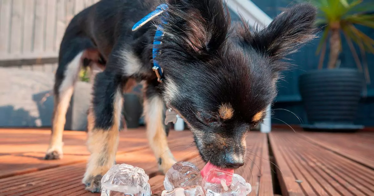 Os cachorros podem comer ice？Do cachorros como cubos de gelo?