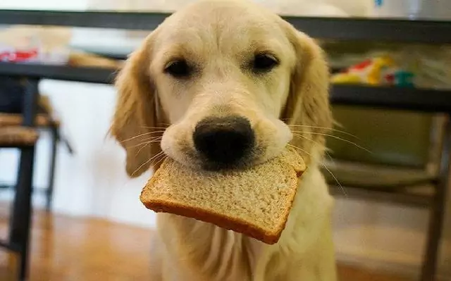 Os cães podem comer pão? Possíveis perigos do pão para os cães