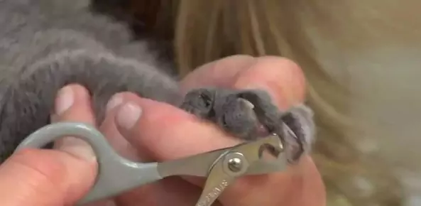 Como aparar unhas de gato? Quais são as funções de todas as unhas traseiras dos gatos