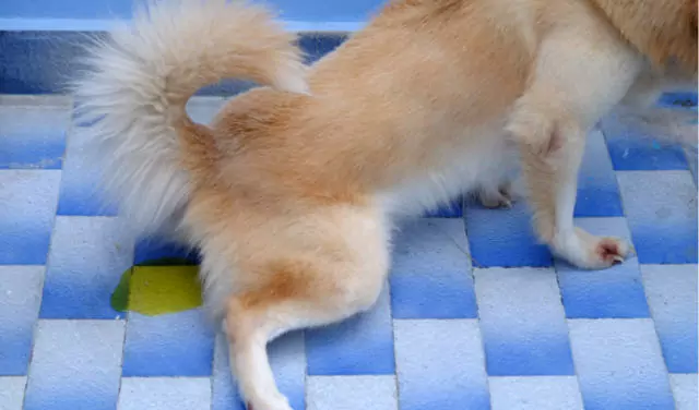Como tratar as infecções do trato urinário em cães? O que pode causar infecções do trato urinário em cães?