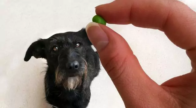 Os cães podem comer feijão verde? Pontos a serem observados ao dar feijão verde aos cães