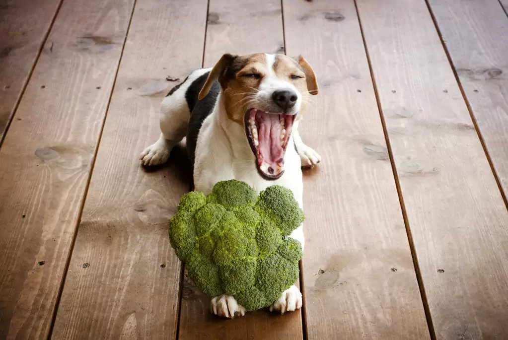 Os brócolis são bons para os cães? Os brócolis são bons, mas não são todos bons e não causam danos.