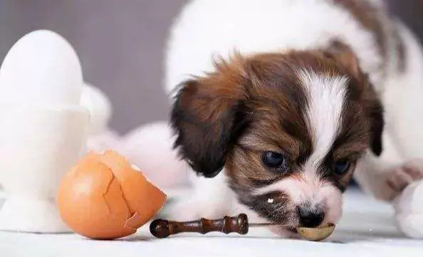 Os cães podem comer ovos crus? O que acontece com os cães quando comem ovos crus