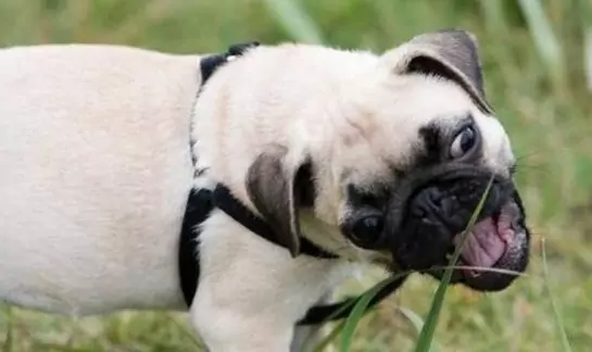 Os cães podem comer grama?