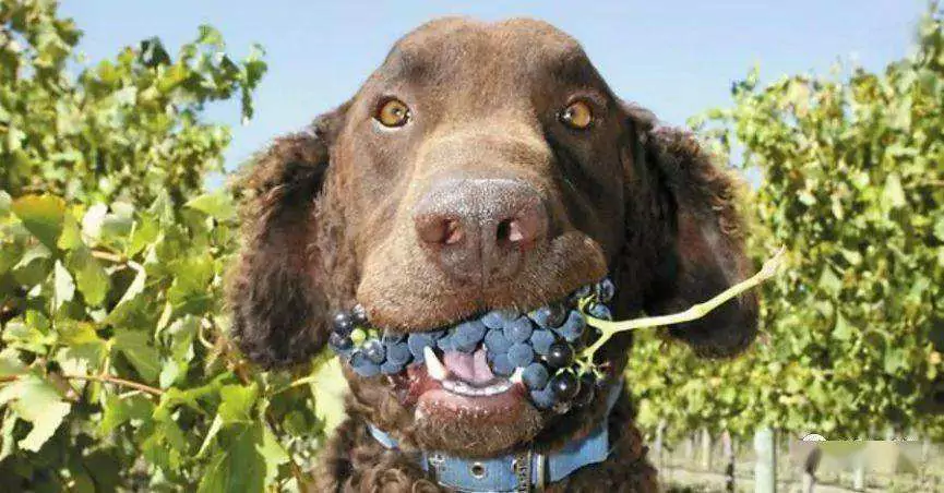 Os cães podem comer uvas? Sintomas de envenenamento em cães depois de comer uvas