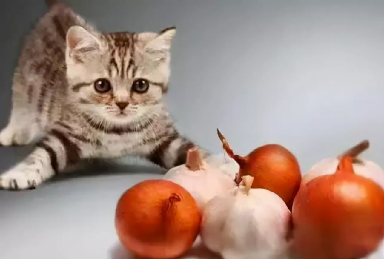 Os gatos podem comer alho? Por que os gatos não podem comer cebola e alho?