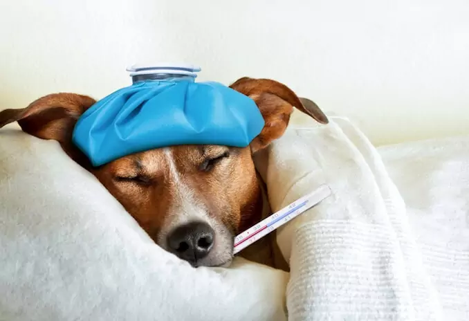Como você pode saber se seu cão está com febre? Causas da febre em cães