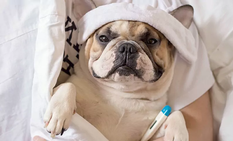 Os cães podem pegar a gripe? Como a gripe canina pode se espalhar?
